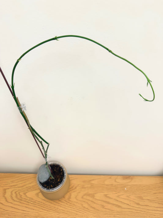 Ceropegia Ampliata (Condom Plant) (B)