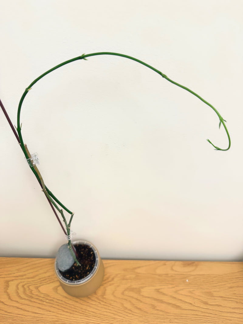 Ceropegia Ampliata (Condom Plant) (B)