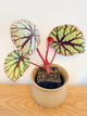 Begonia Fedor