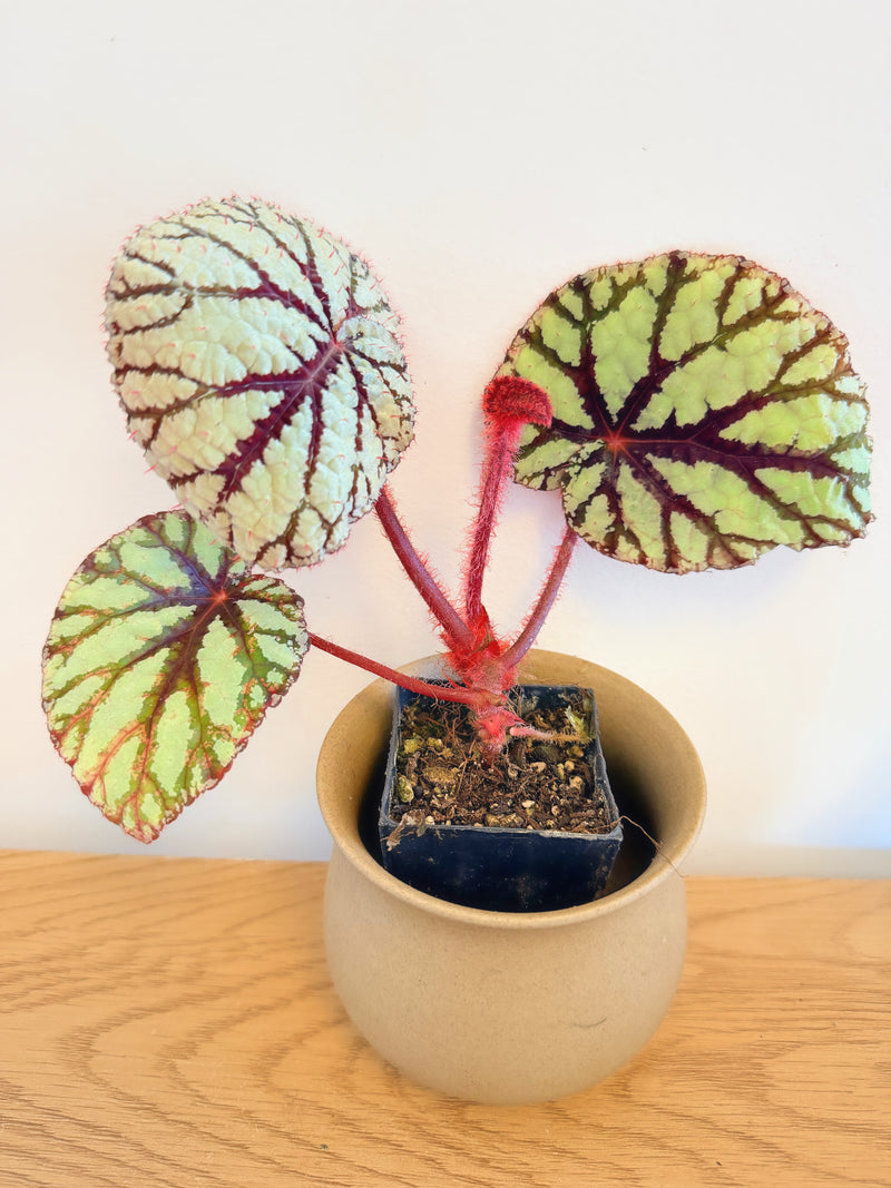 Begonia Fedor