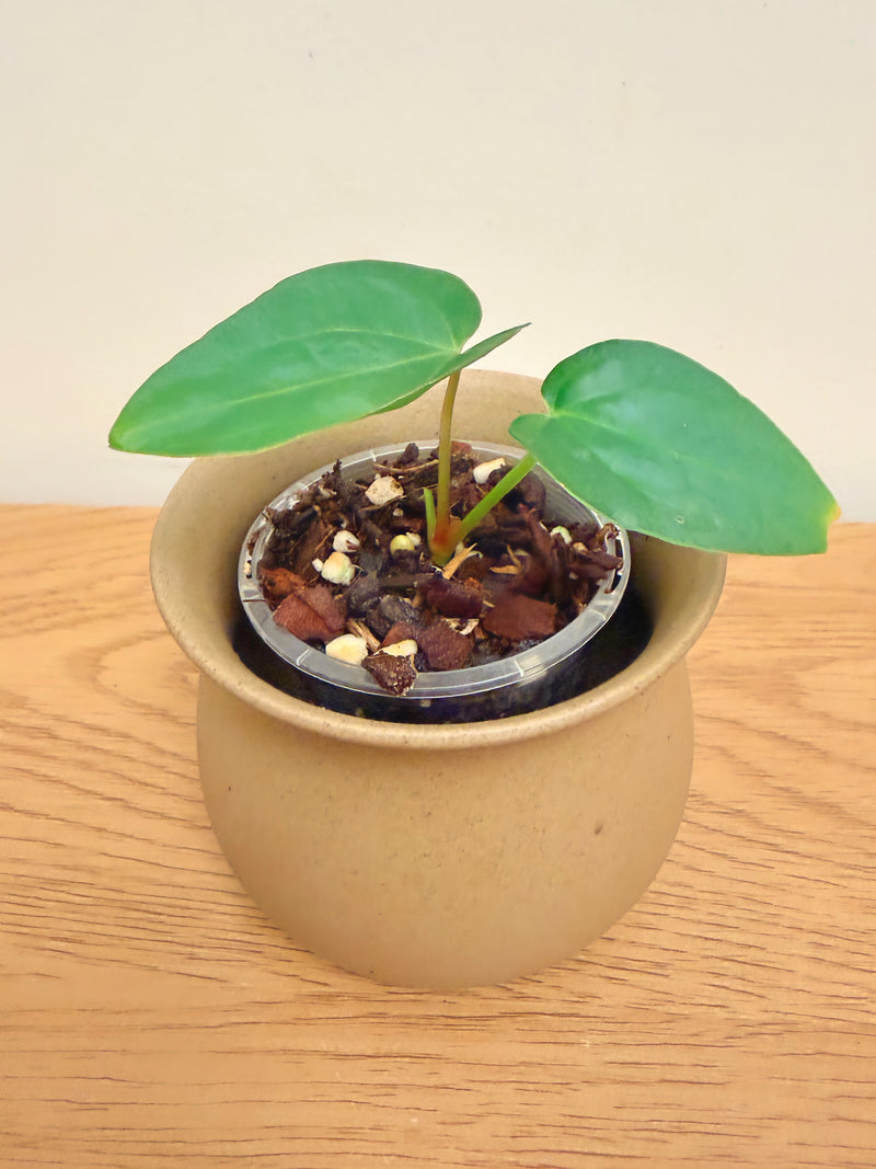 Anthurium Black Velvet x Dressleri