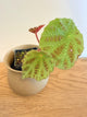 Begonia Arachnoidea ‘Spider Web’ (B)