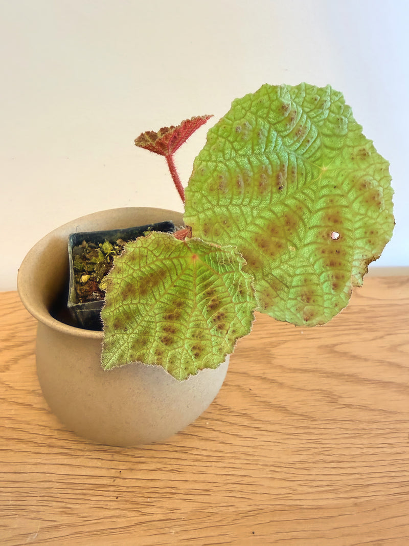 Begonia Arachnoidea ‘Spider Web’ (B)