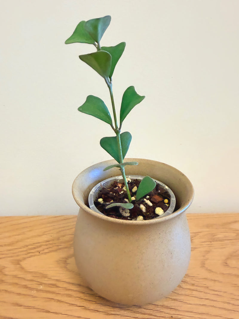 Hoya Manipurensis