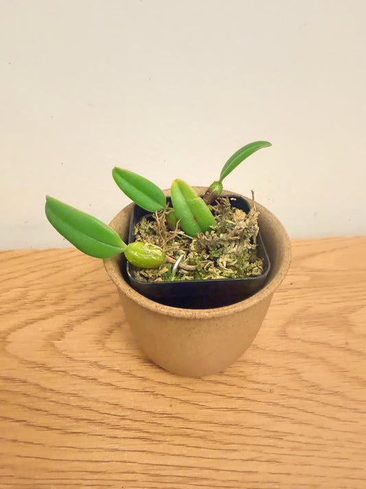 Bulbophyllum Lasiochilum