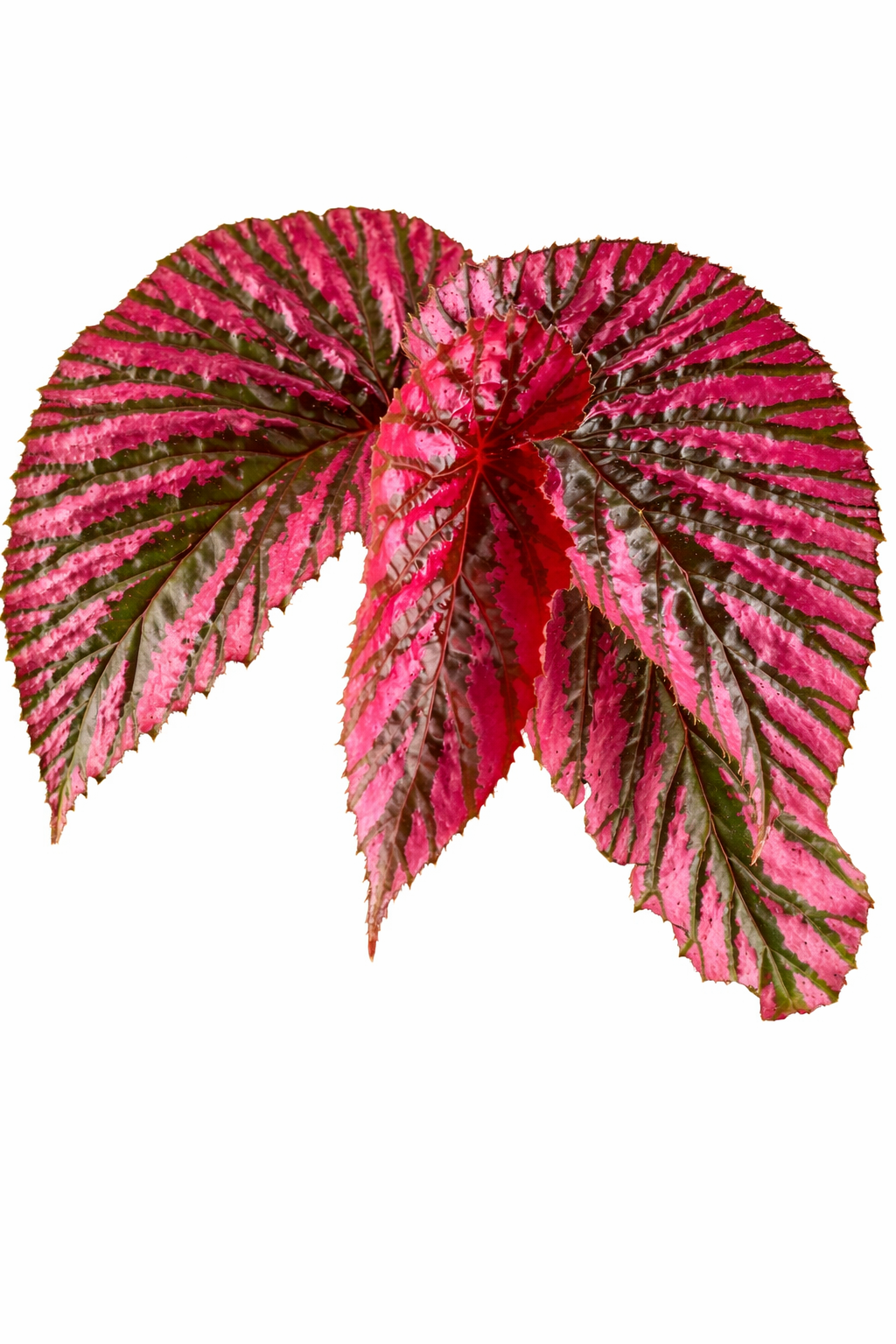 Begonia Brevirimosa