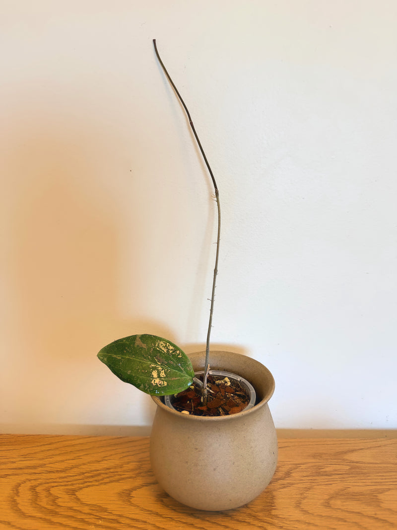 Hoya Wibergiae
