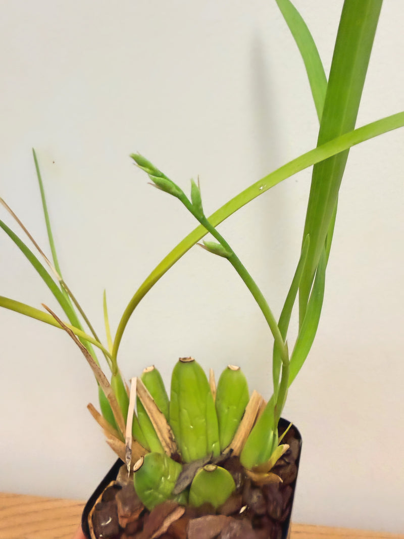 Cuitlauzina Pulchella