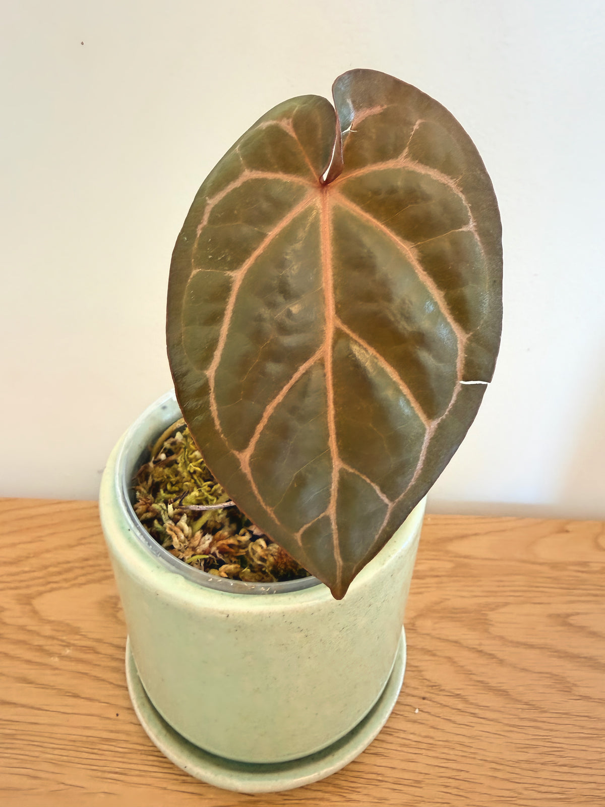 Anthurium Red Crystallinum x Black Velvet