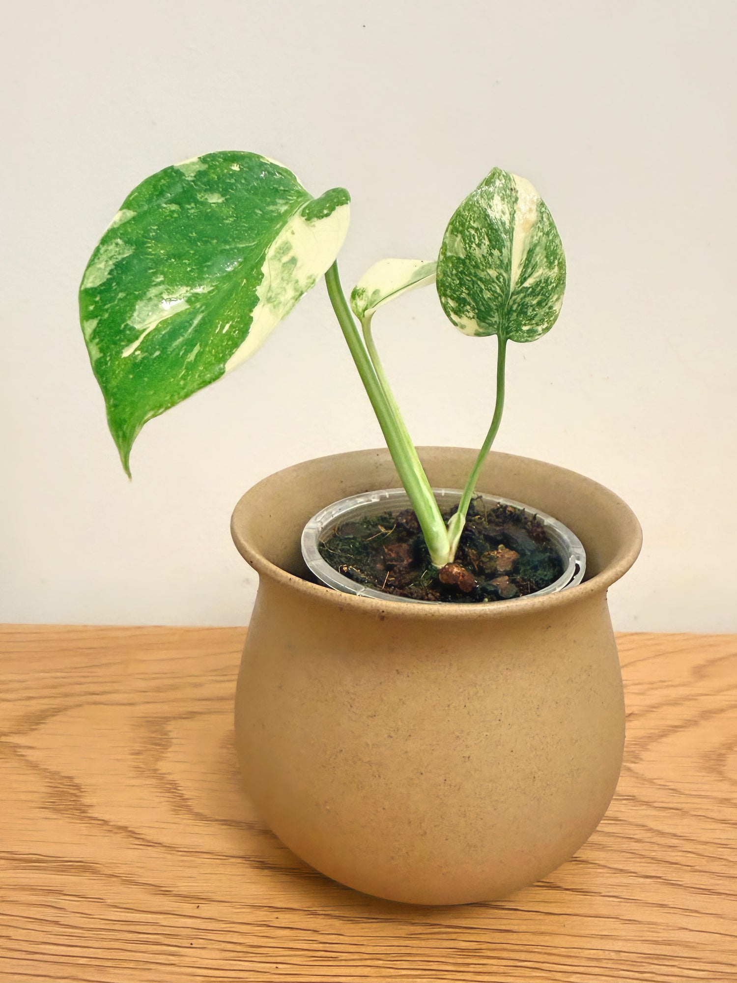 Monstera Crème Brûlée