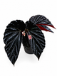 Begonia sp. Black Blood