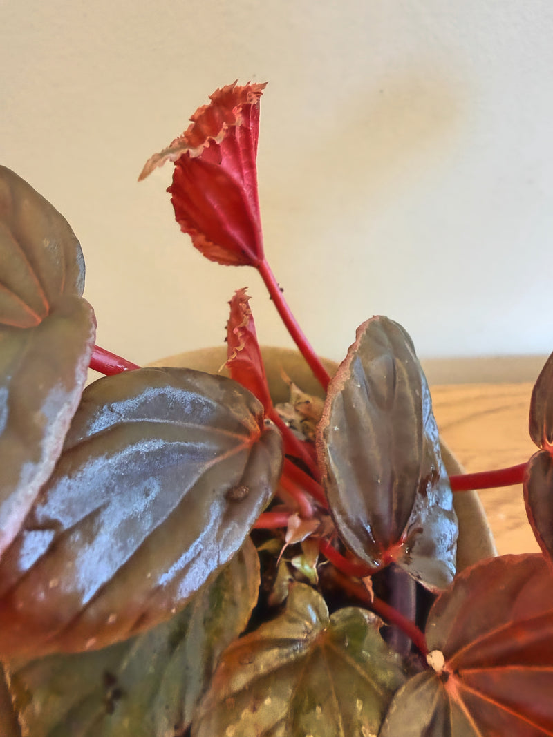 Begonia ‘Mai Dark Galaxy’