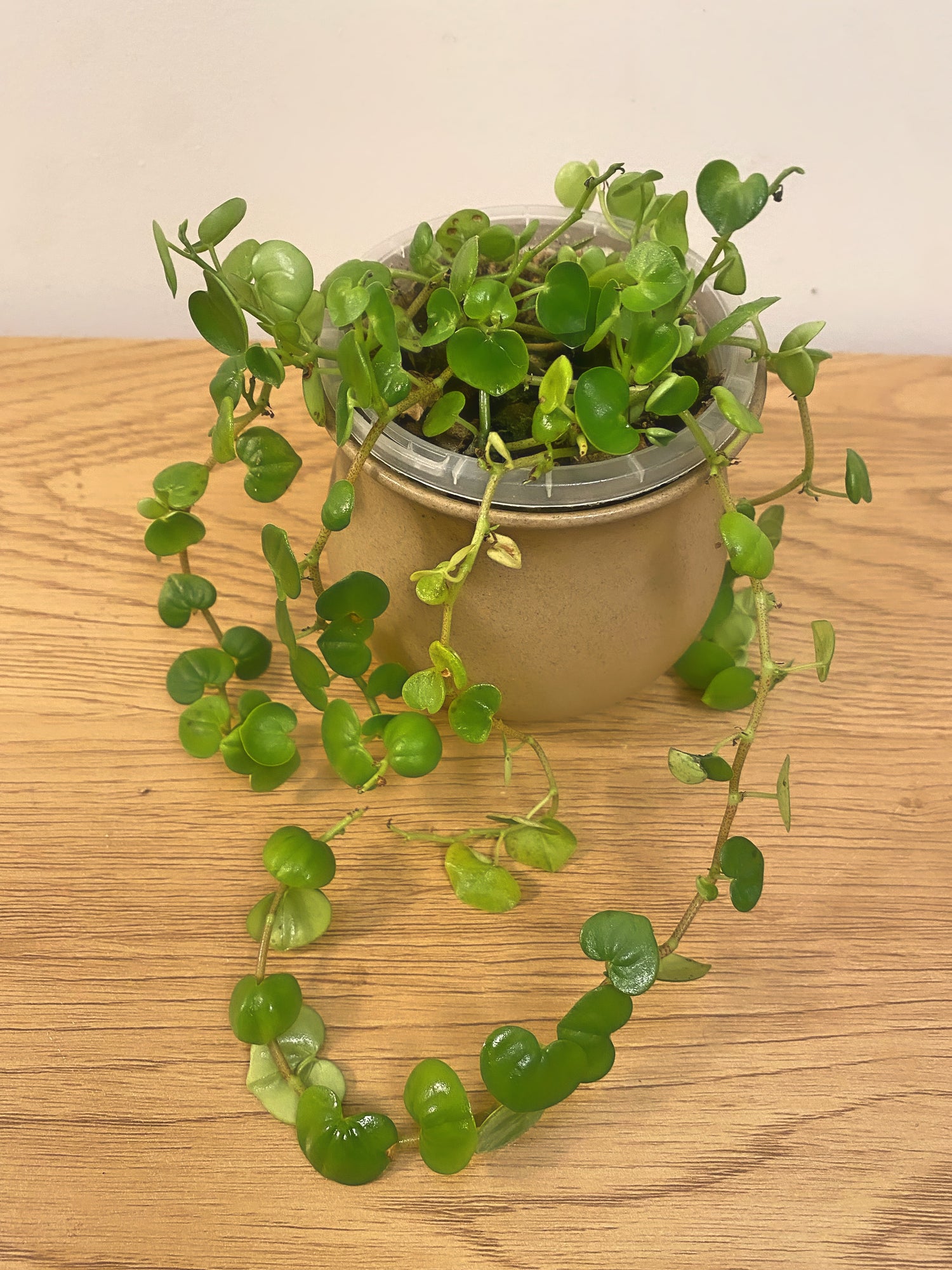 Peperomia Serpens