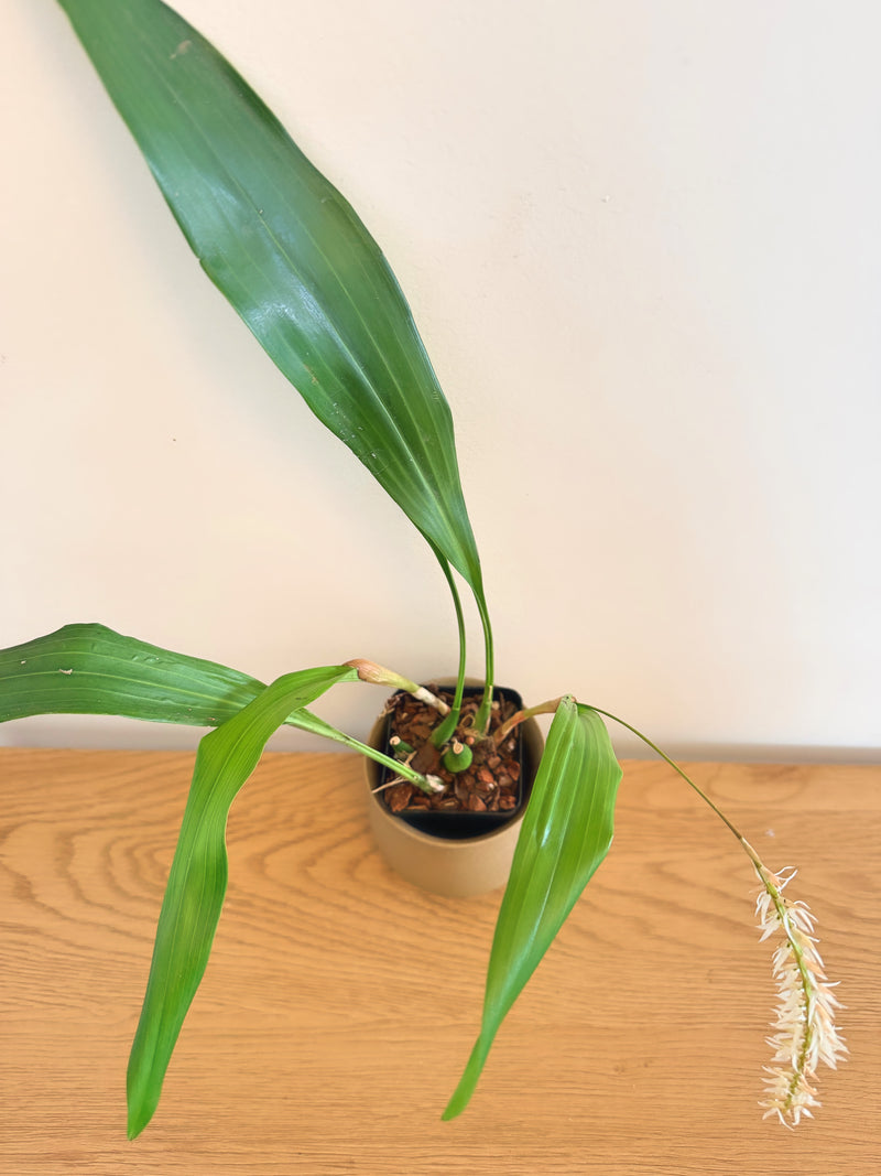 Coelogyne (Dendrobium) Cobbiana