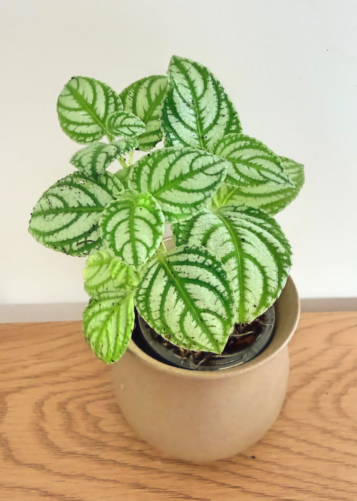 Impatiens Marianae