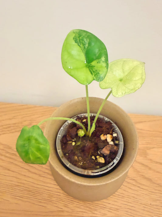 Alocasia Dragon Scale Aurea (D)