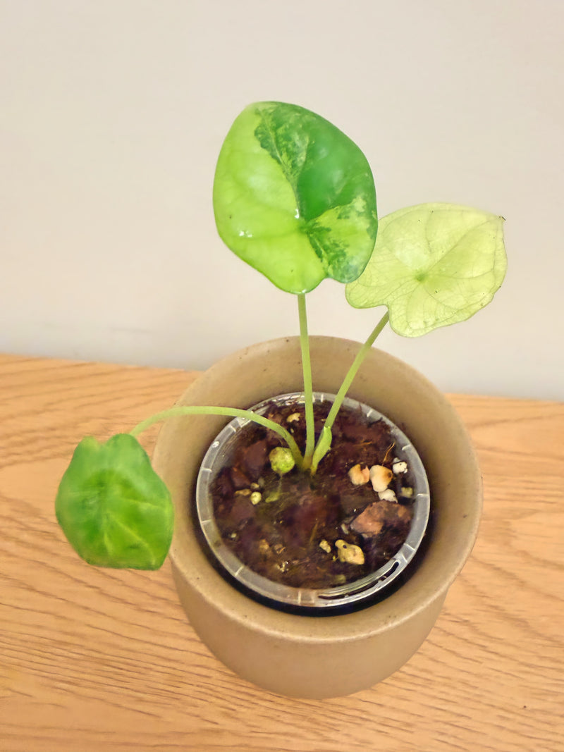 Alocasia Dragon Scale Aurea (D)