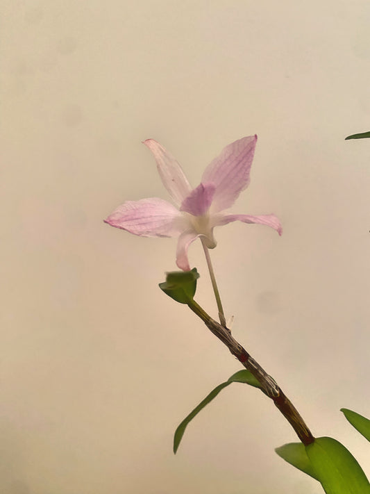 Dendrobium Pukekura