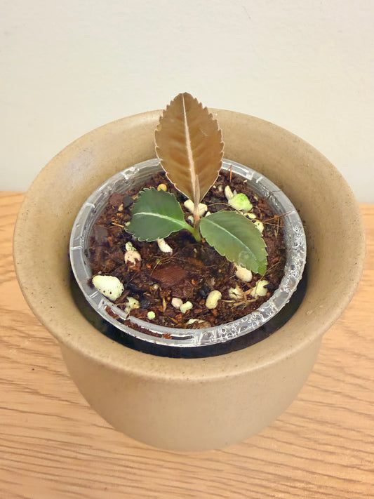 Labisia sp. Riau ‘Fishbone’