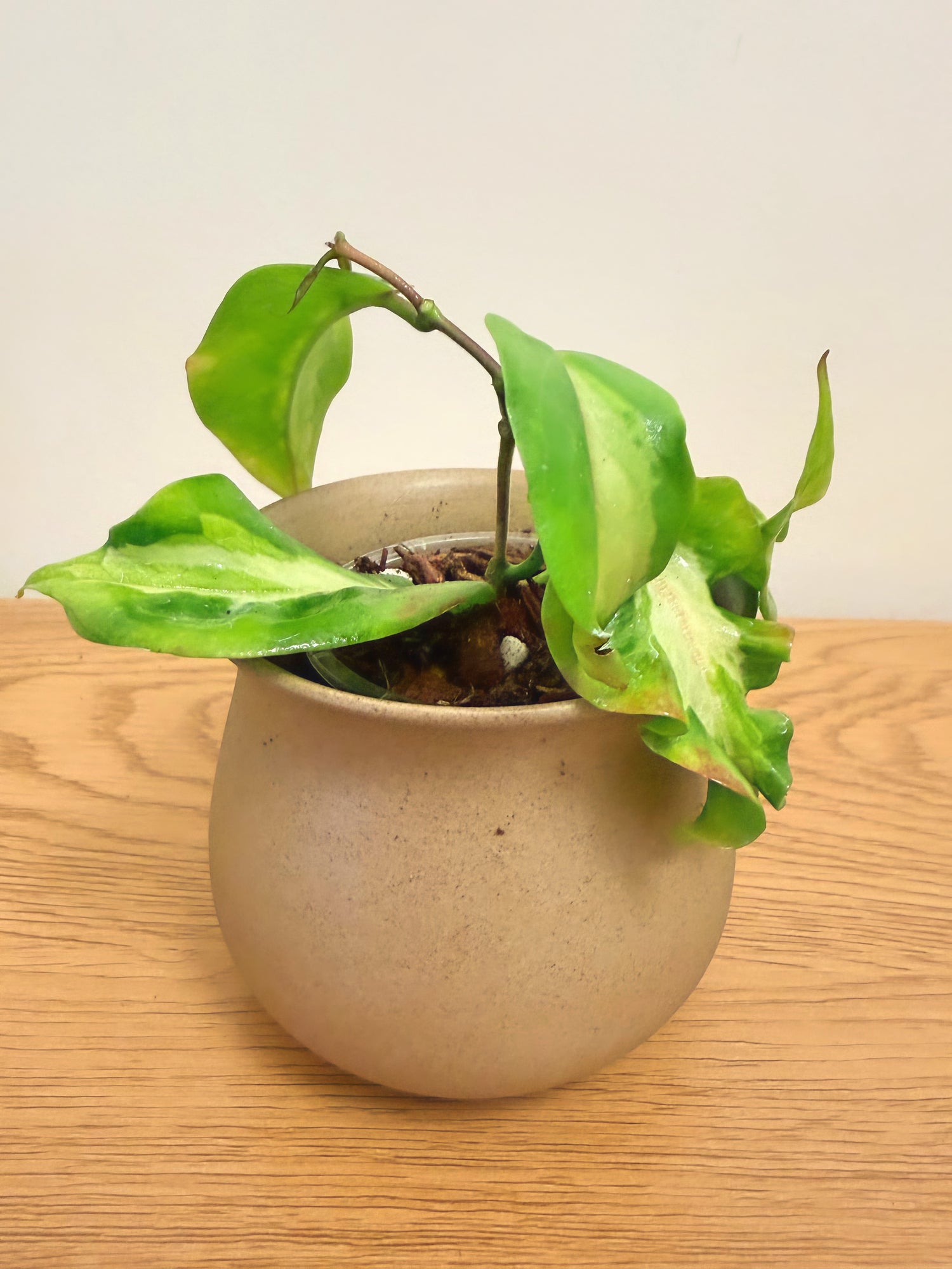Hoya Kenejiana Variegated