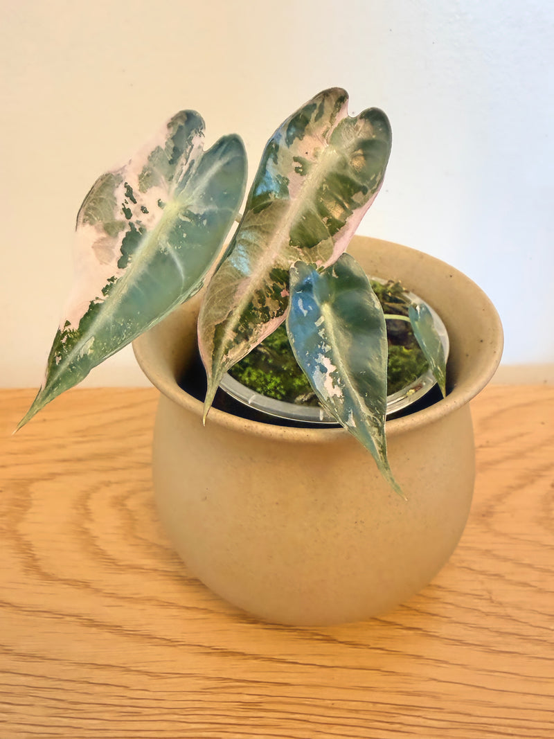 Alocasia Bambino Pink