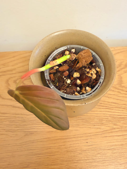 Philodendron Gigas