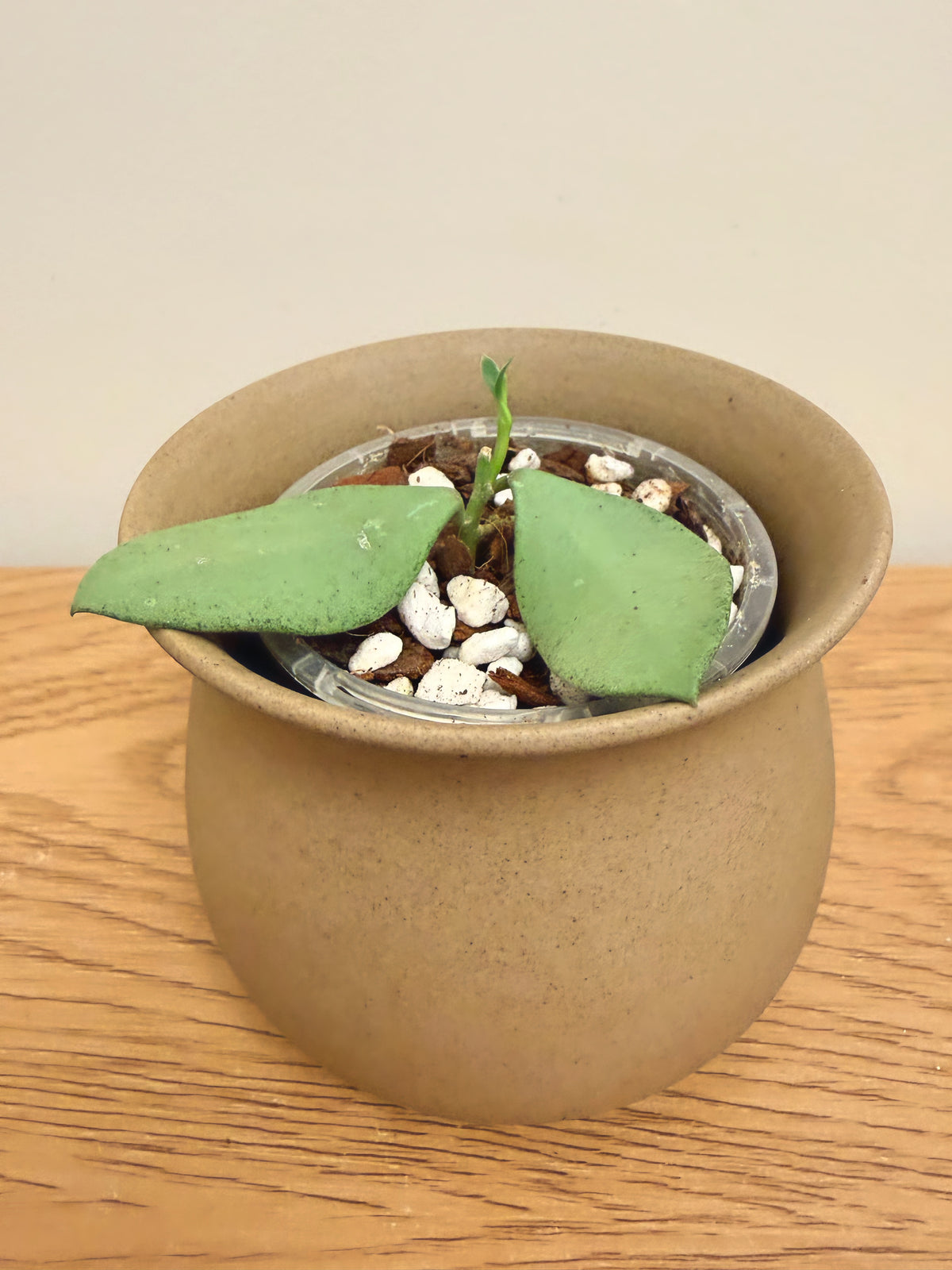 Hoya Nummularioides Silver