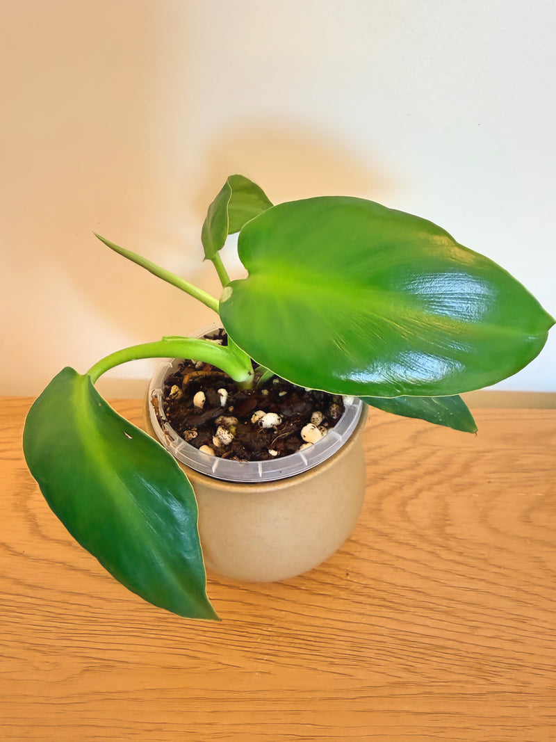 Philodendron Rugosum Aberrant