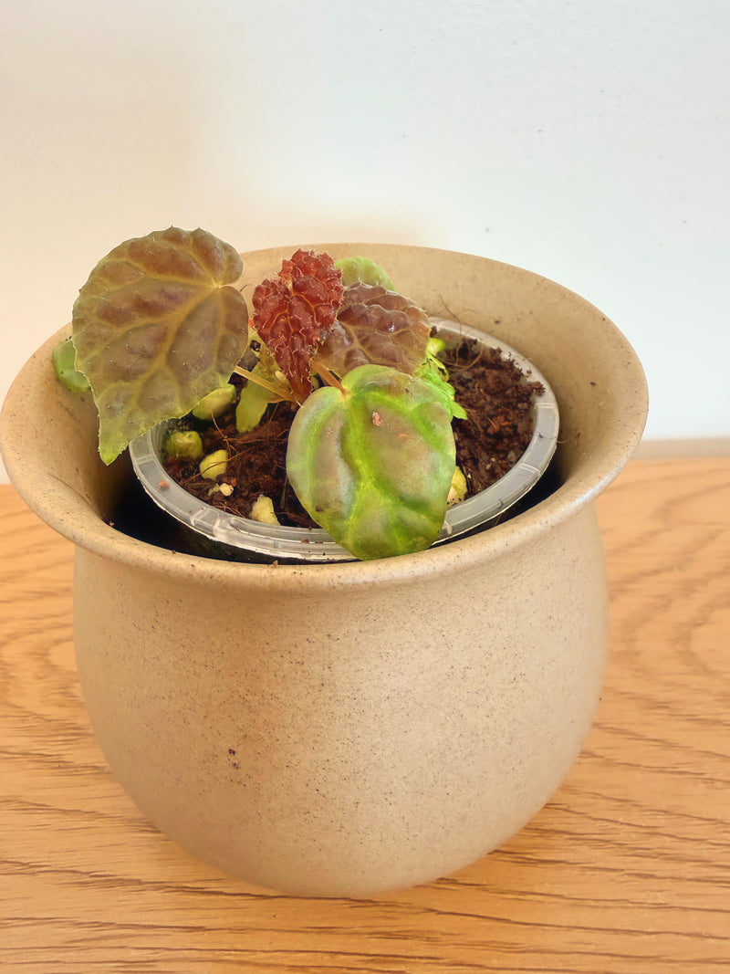 Begonia Baik x Dracopelta