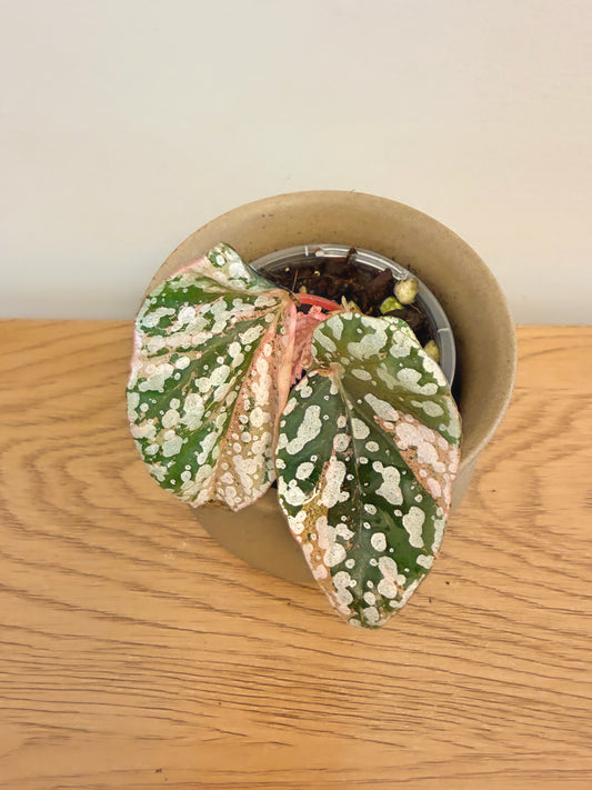 Begonia Snow Capped Variegated (A)