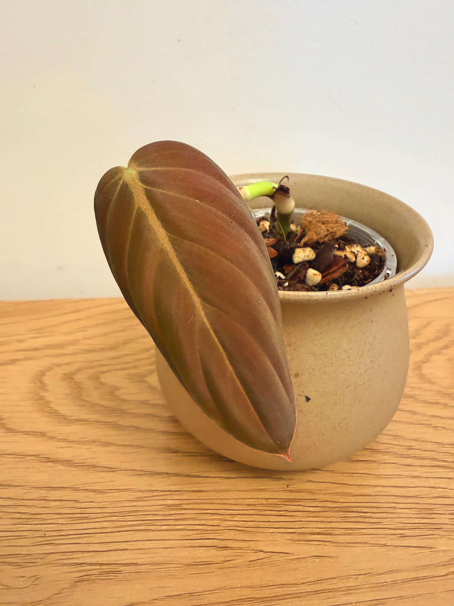 Philodendron Gigas