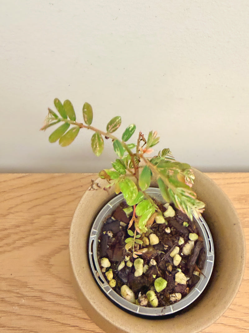 Phyllanthus Uriana Pink