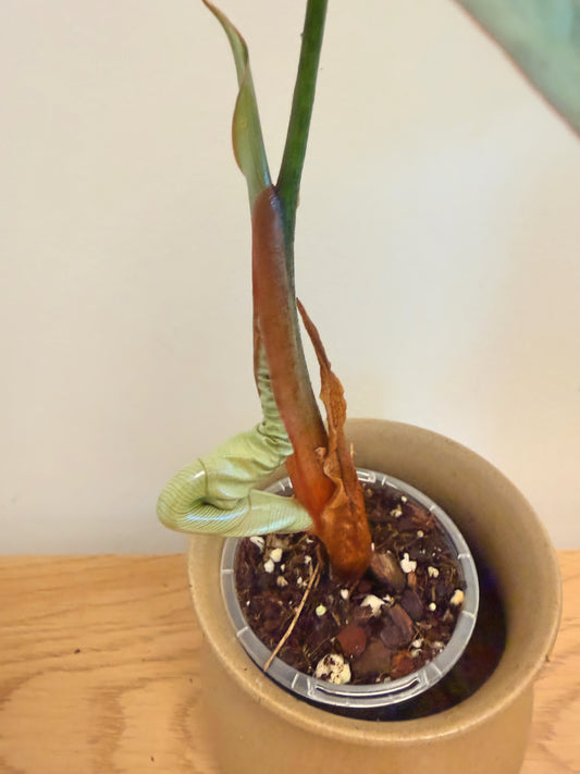 Philodendron Columbianum