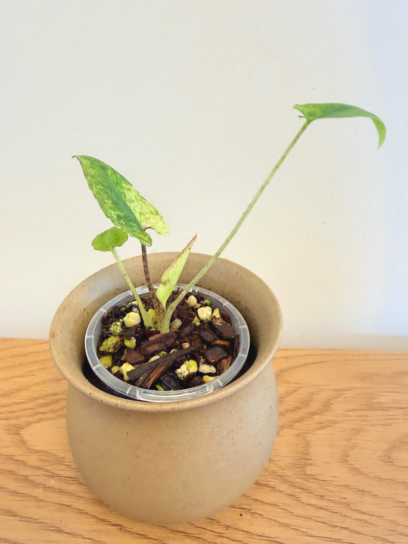 Alocasia Lauterbachiana Variegated