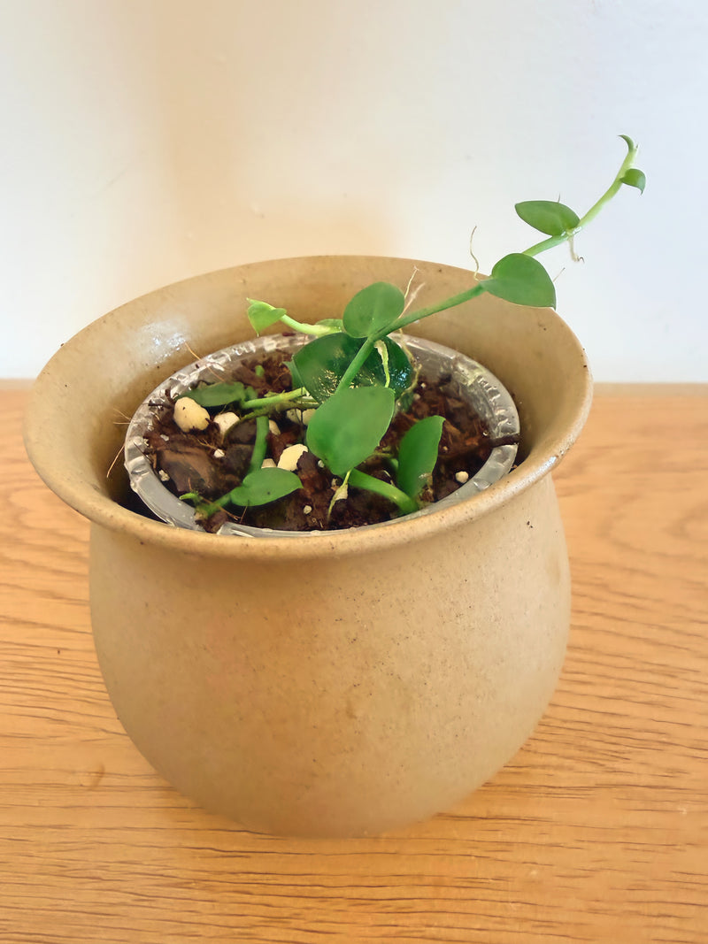 Rhaphidophora Kolthasii