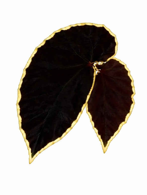 Begonia Darthvaderiana (Pure)