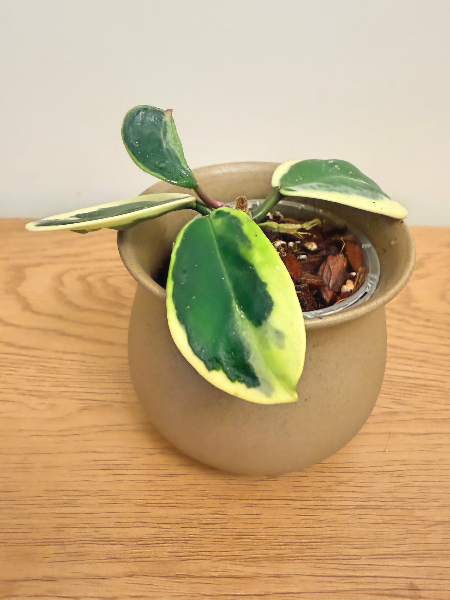 Hoya Obovata Outer Variegated (A)