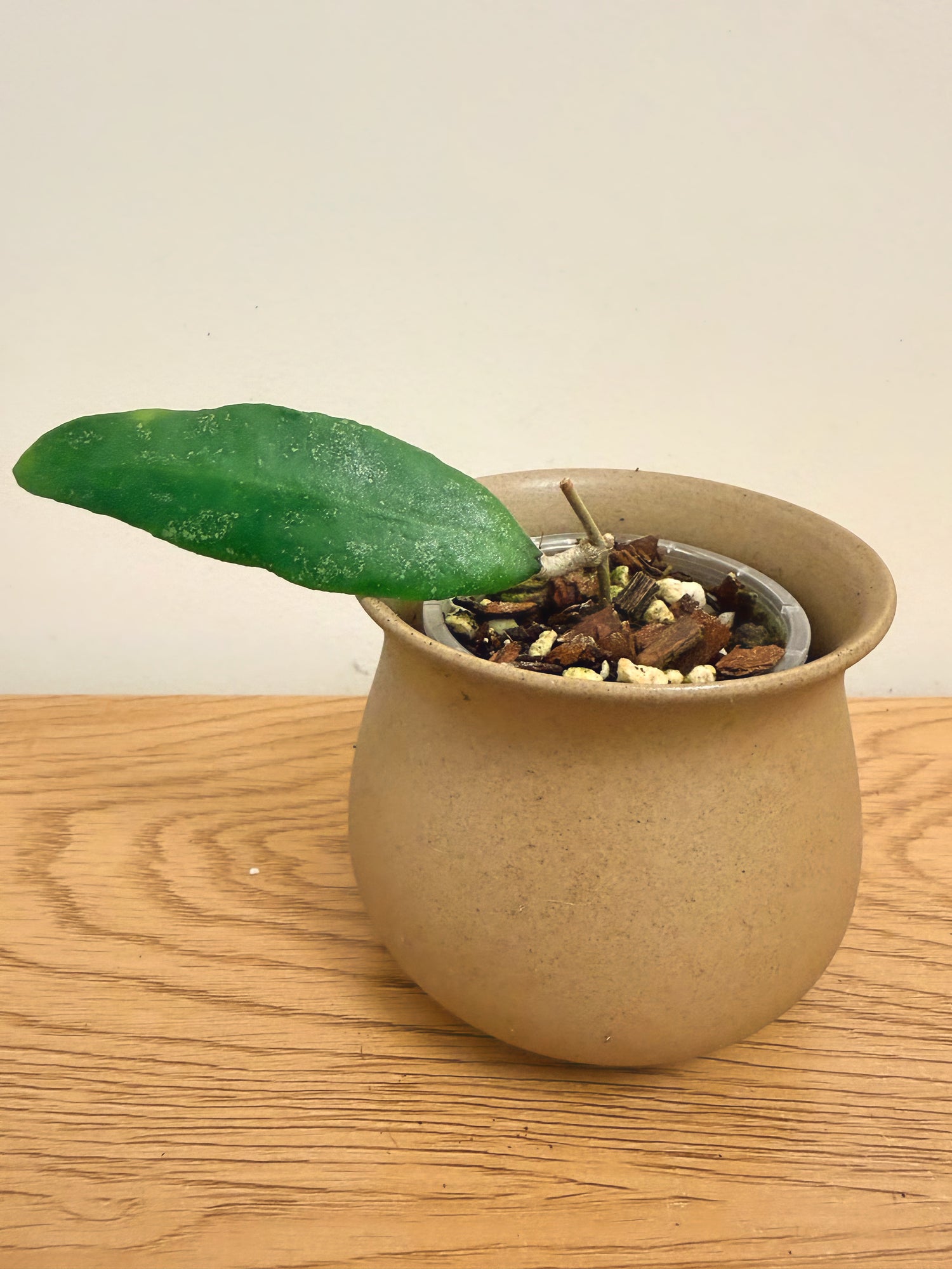 Hoya Finlaysonii Trang