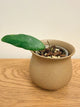 Hoya Finlaysonii Trang