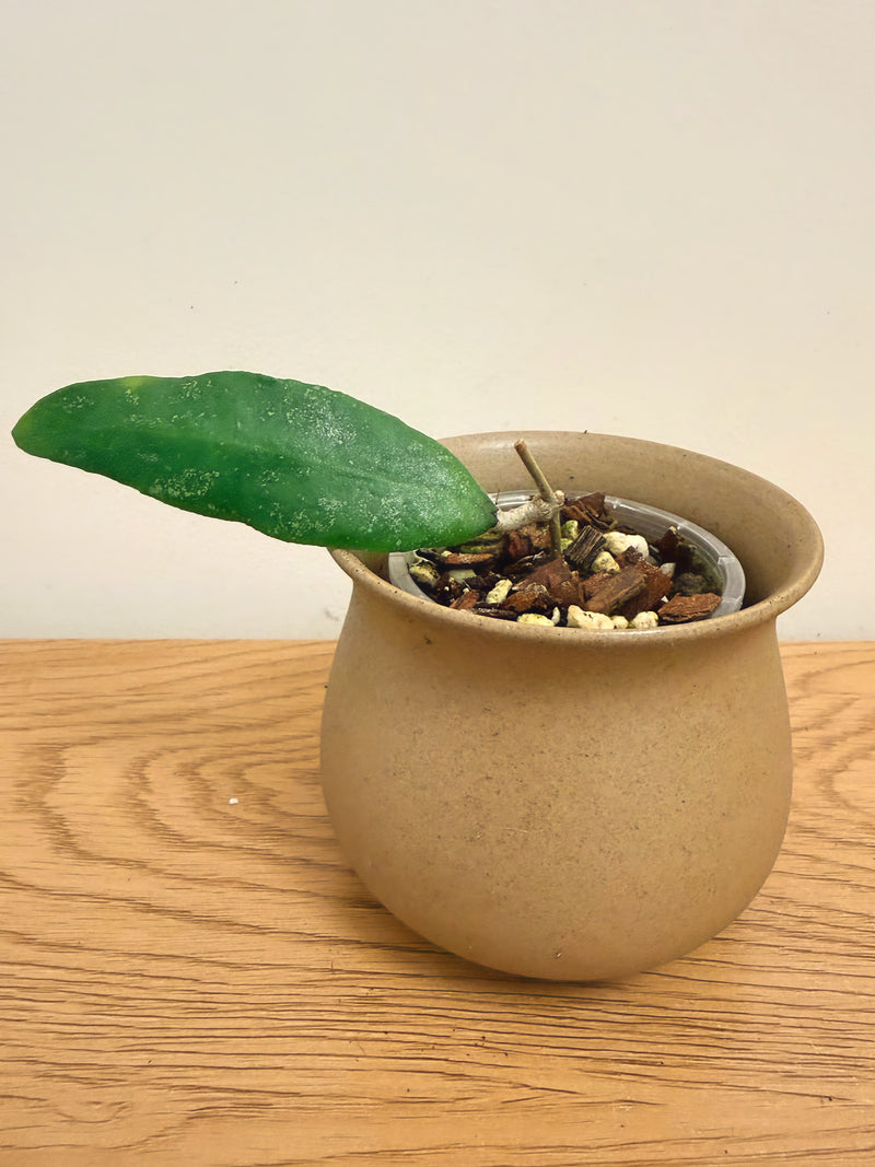 Hoya Finlaysonii Trang