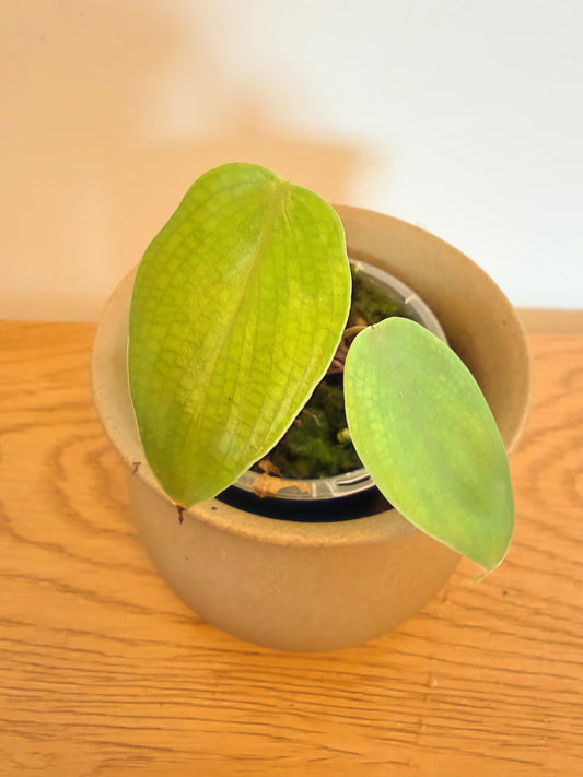 Philodendron Lynamii