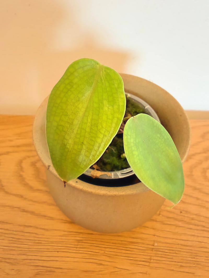 Philodendron Lynamii