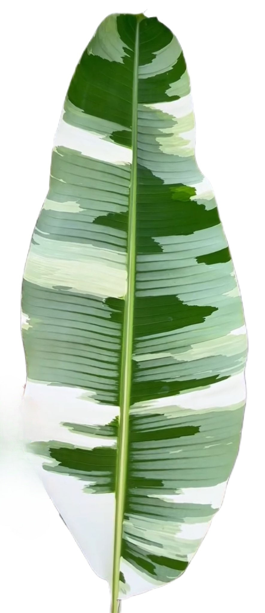Musa Aeae