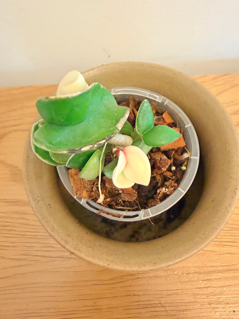 Hoya Compacta Regalis