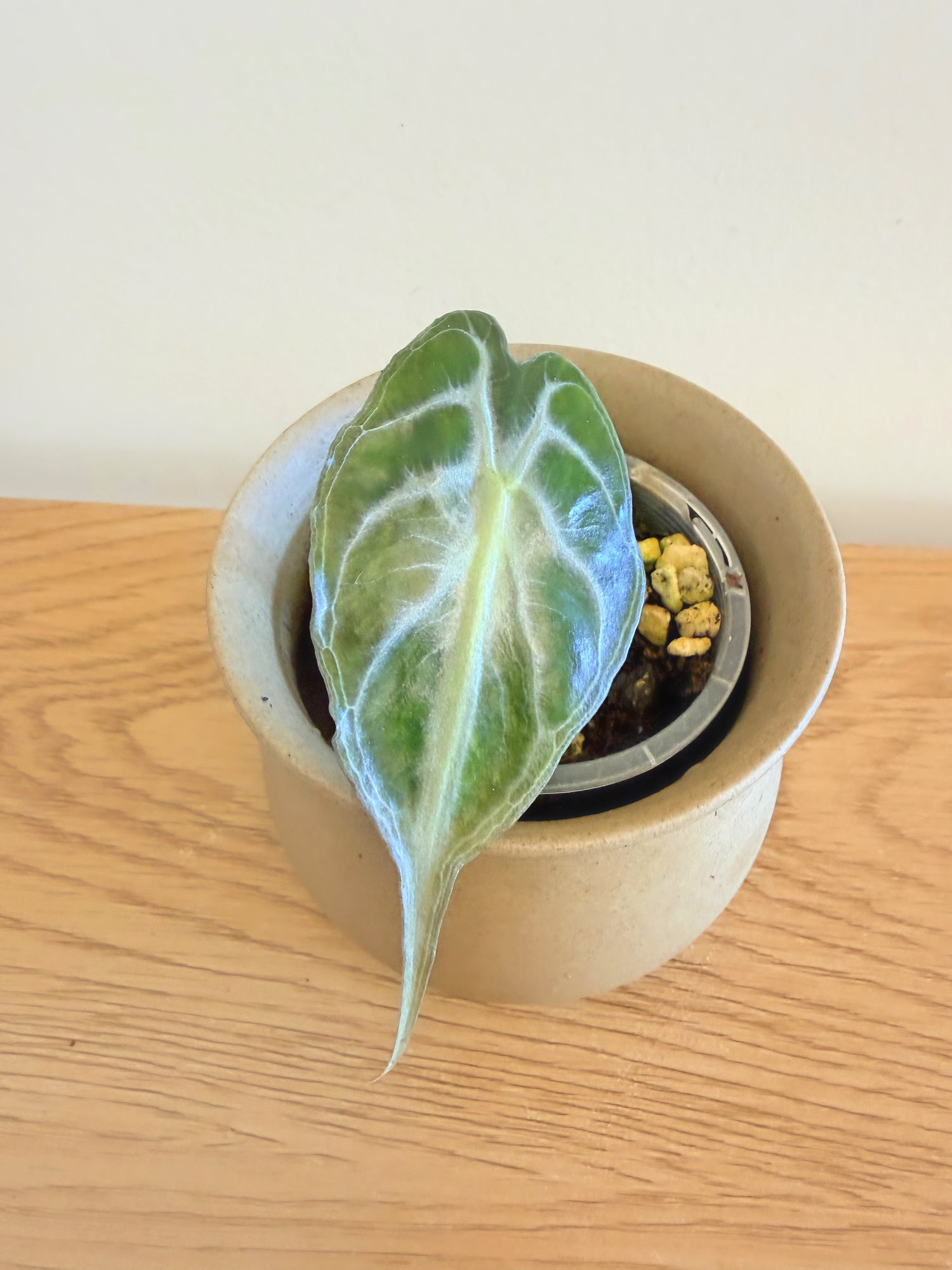 Alocasia Venom