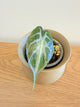 Alocasia Venom