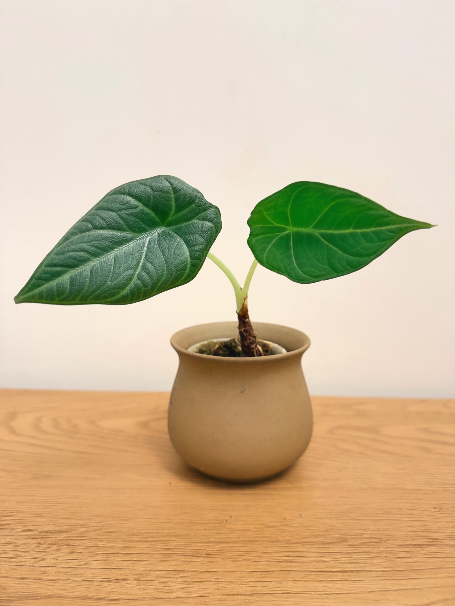 Alocasia Maharani