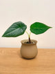 Alocasia Maharani