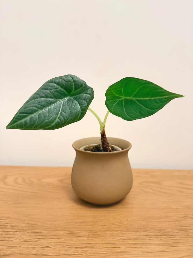 Alocasia Maharani