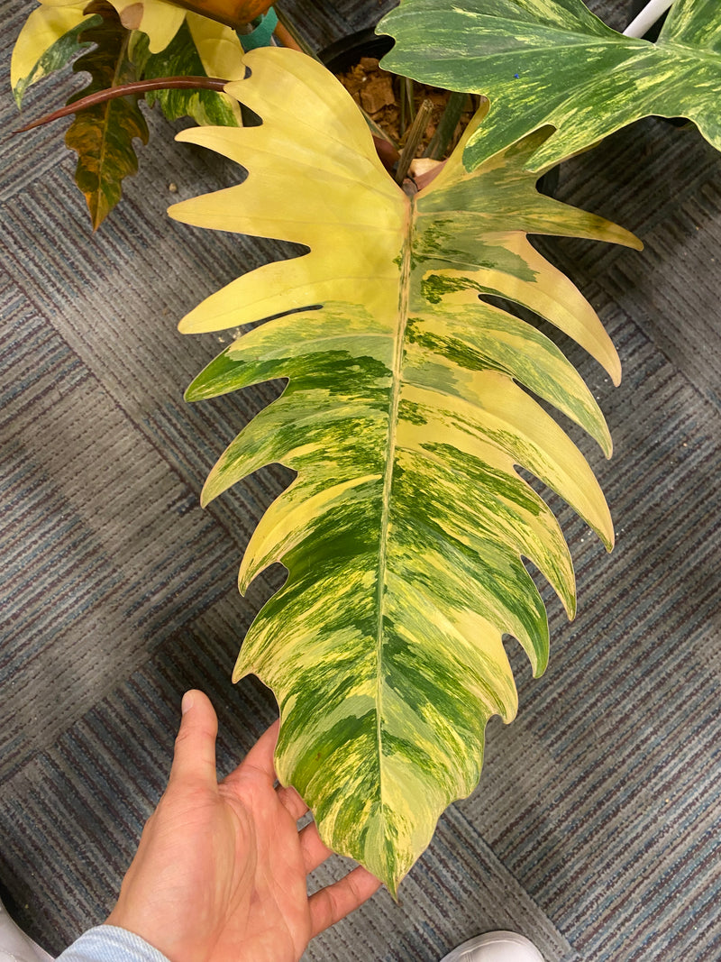 Philodendron Caramel Marble Variegated